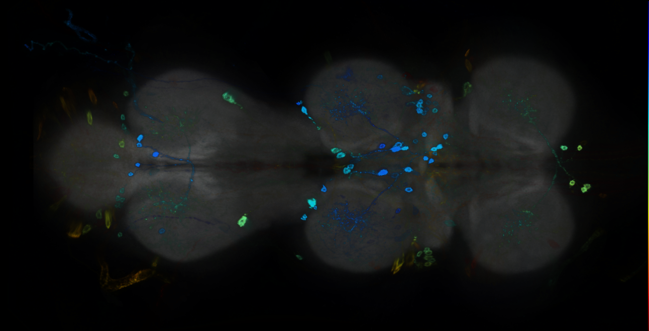 P{GMR12H03-GAL4} expression pattern