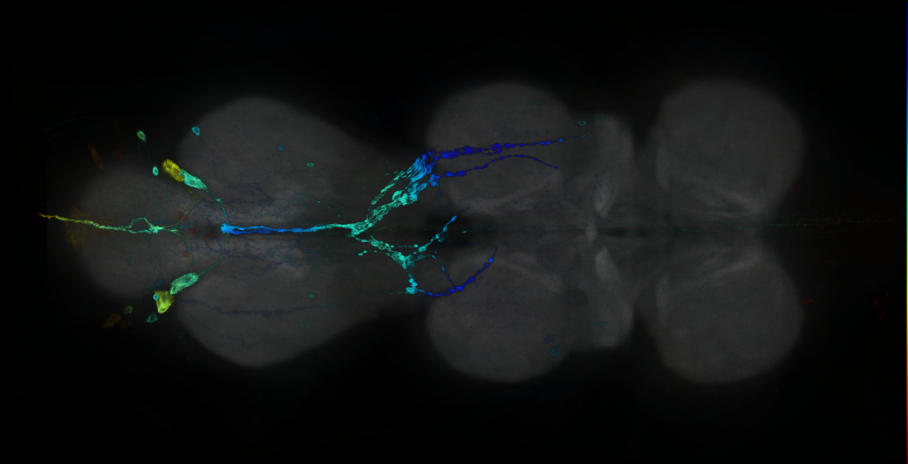 P{GMR12H05-GAL4} expression pattern