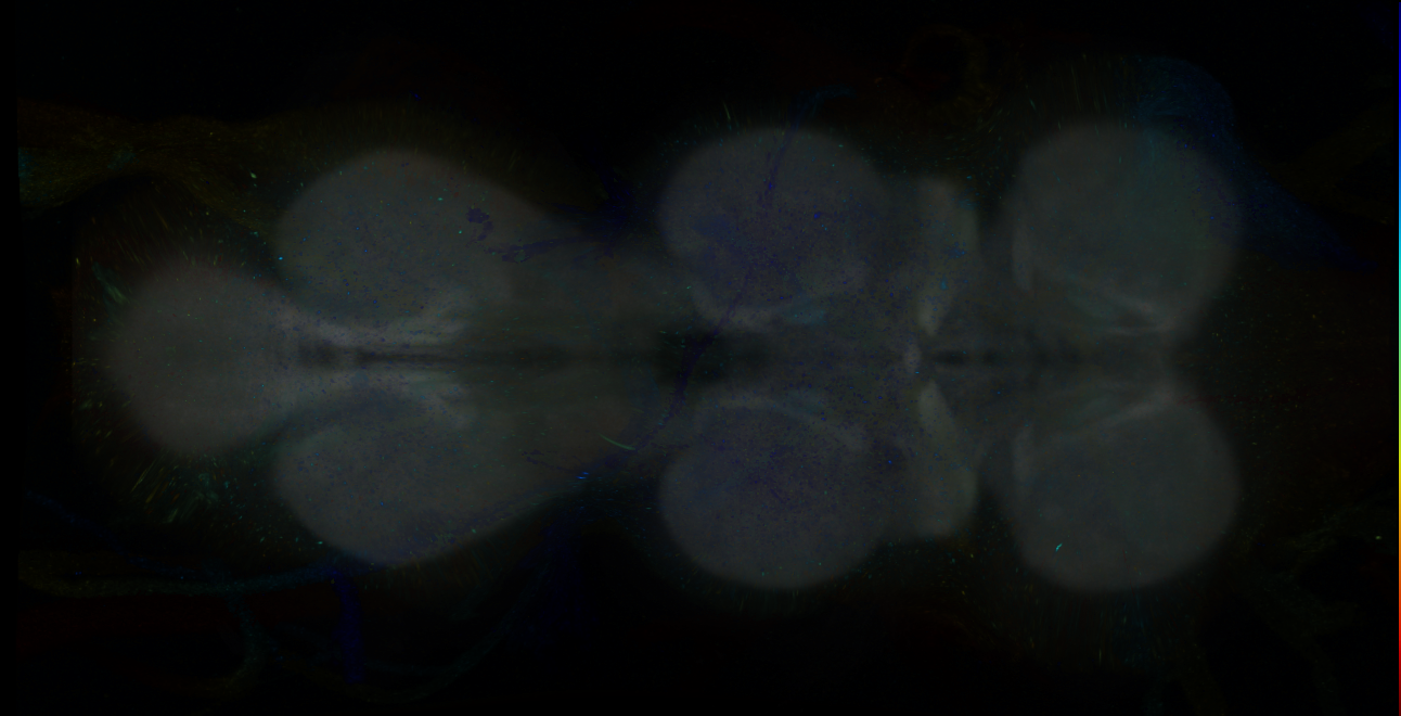 P{GMR12H06-GAL4} expression pattern