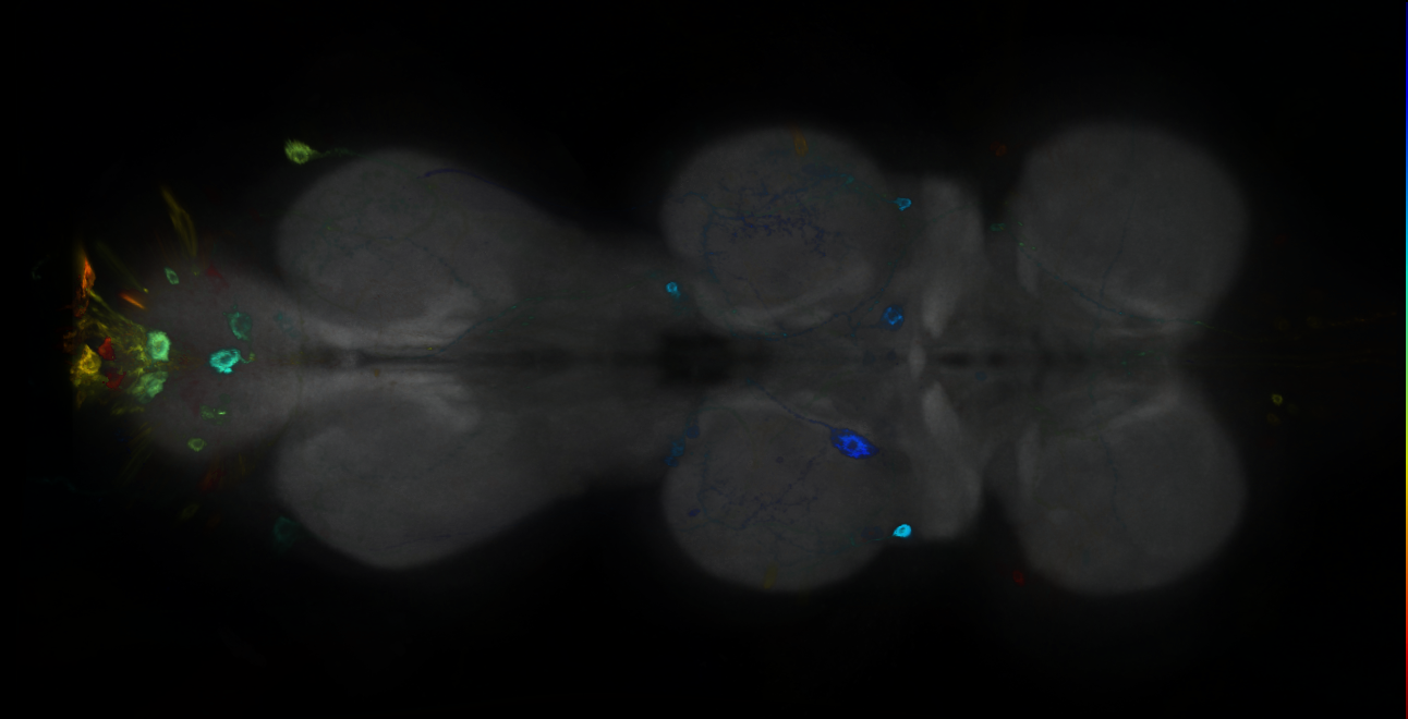 P{GMR12H08-GAL4} expression pattern