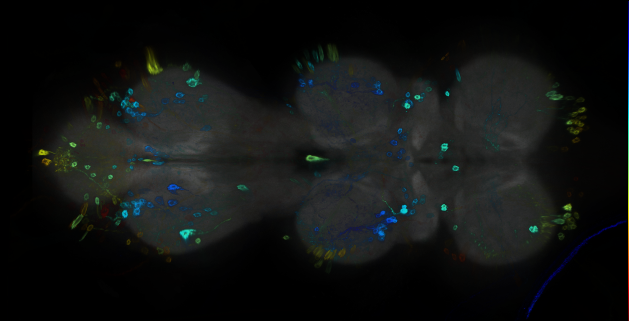 P{GMR12H11-GAL4} expression pattern