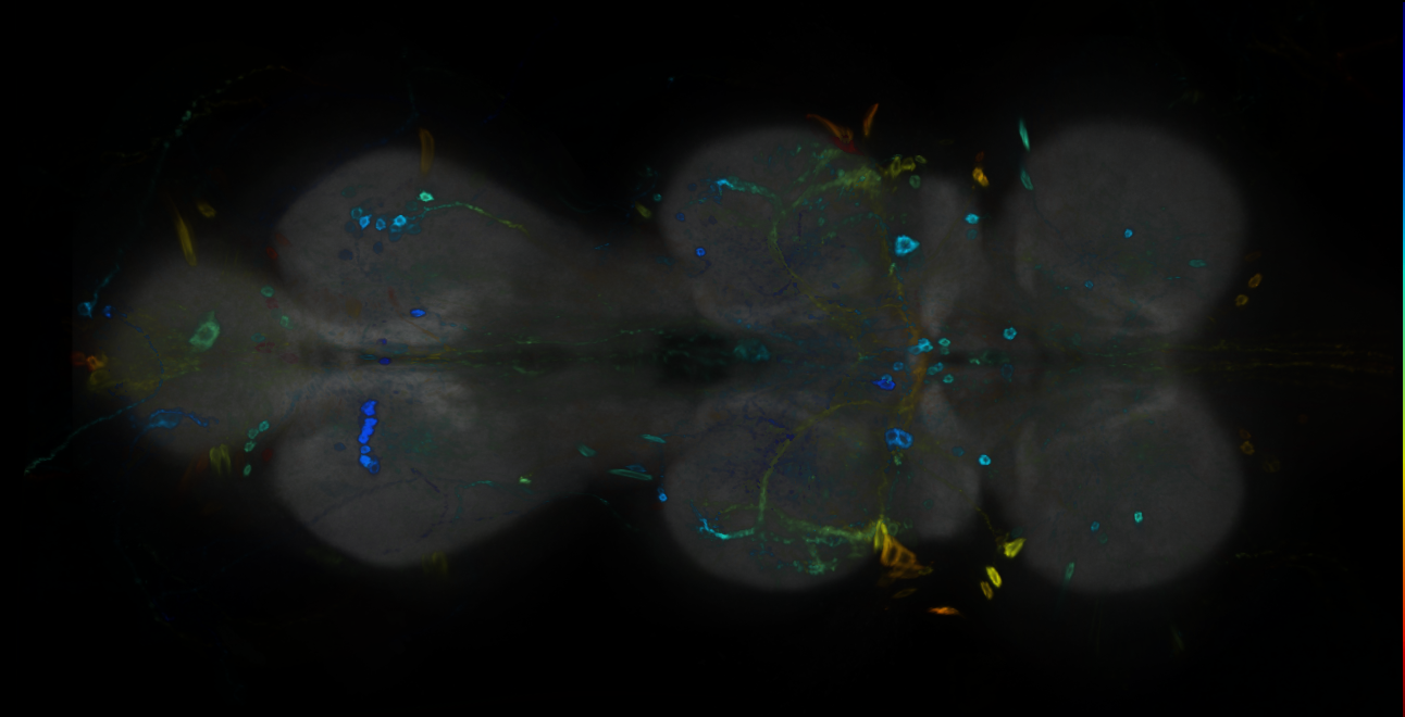 P{GMR12H12-GAL4} expression pattern