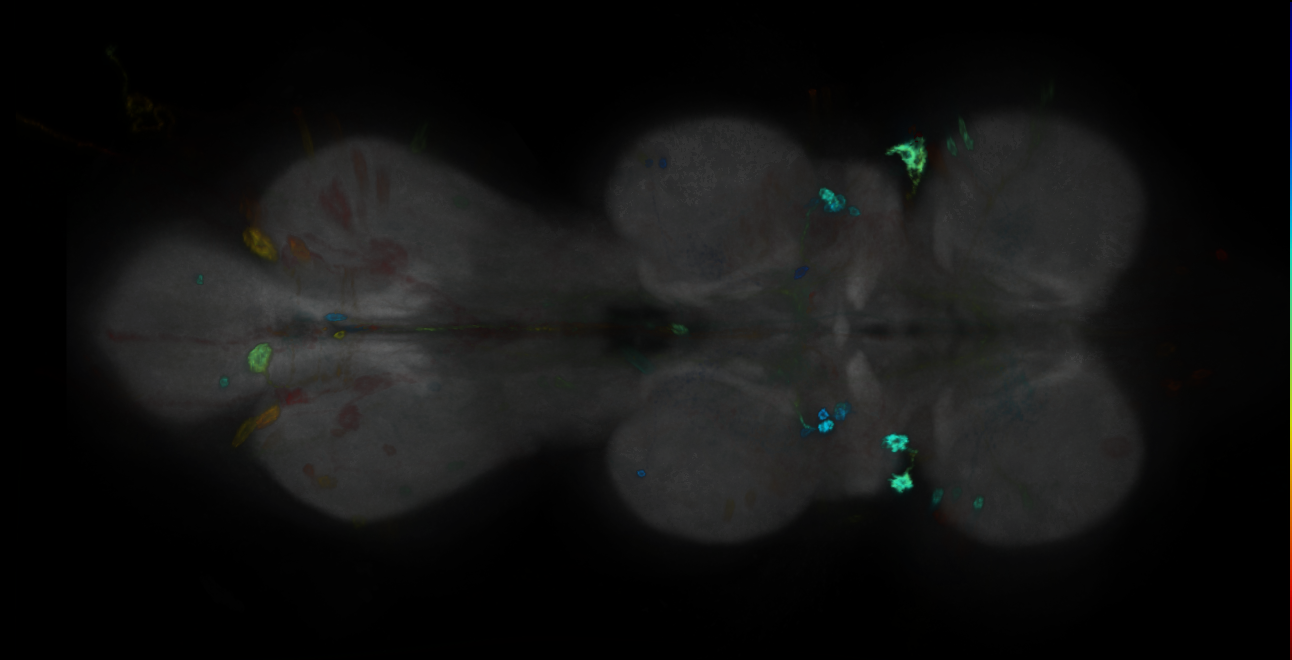 P{GMR13A01-GAL4} expression pattern