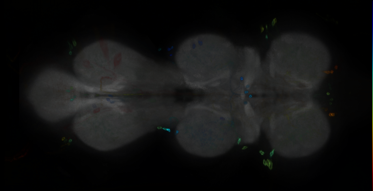 P{GMR13A02-GAL4} expression pattern