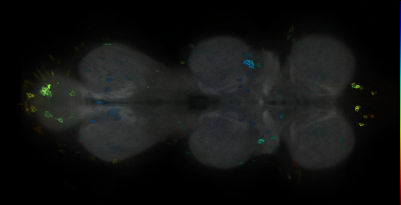 P{GMR13A04-GAL4} expression pattern
