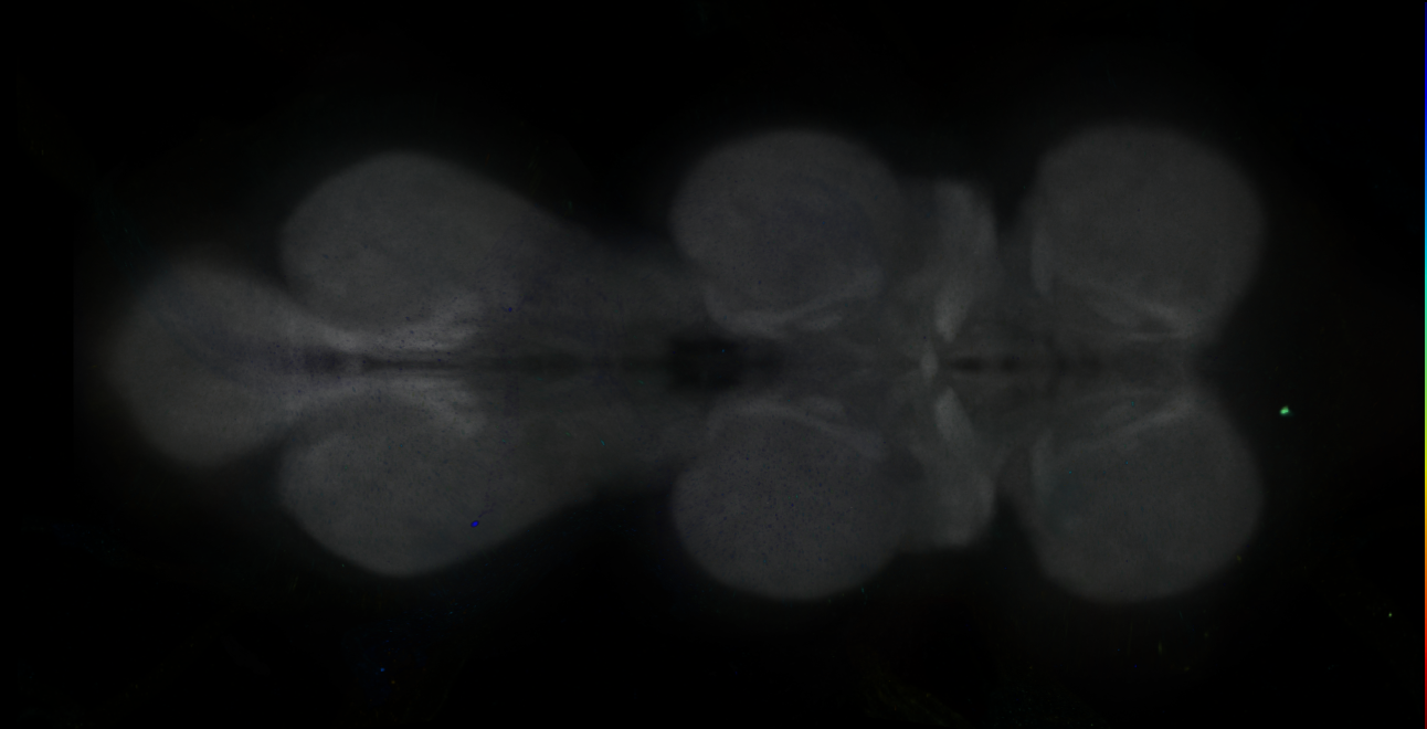 P{GMR13A05-GAL4} expression pattern