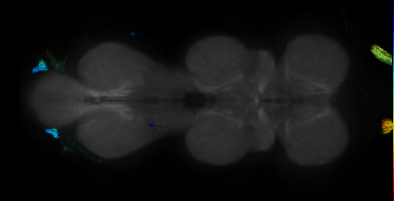 P{GMR13A10-GAL4} expression pattern