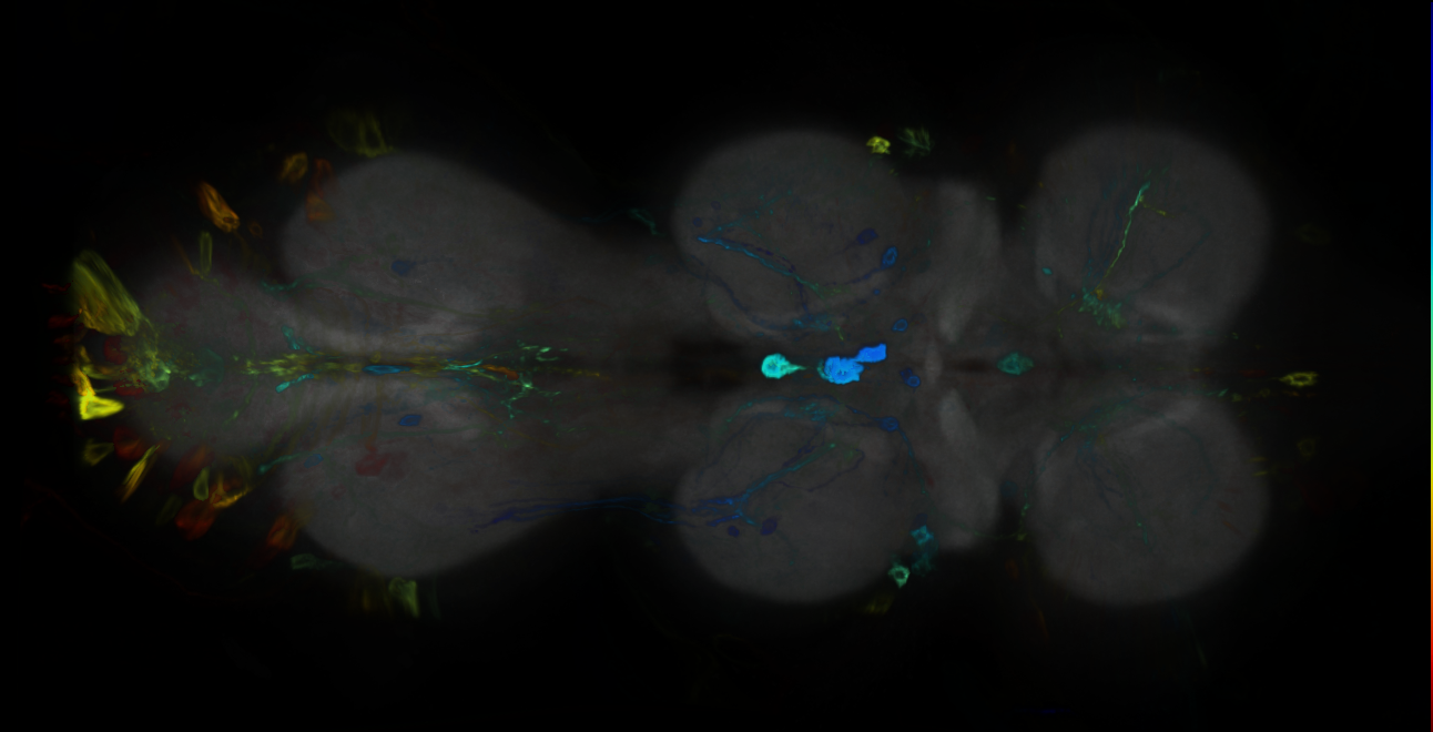 P{GMR13B01-GAL4} expression pattern