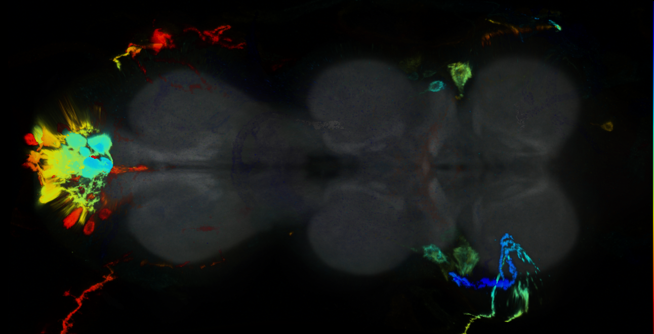 P{GMR13B02-GAL4} expression pattern