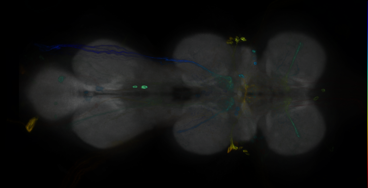 P{GMR13B06-GAL4} expression pattern