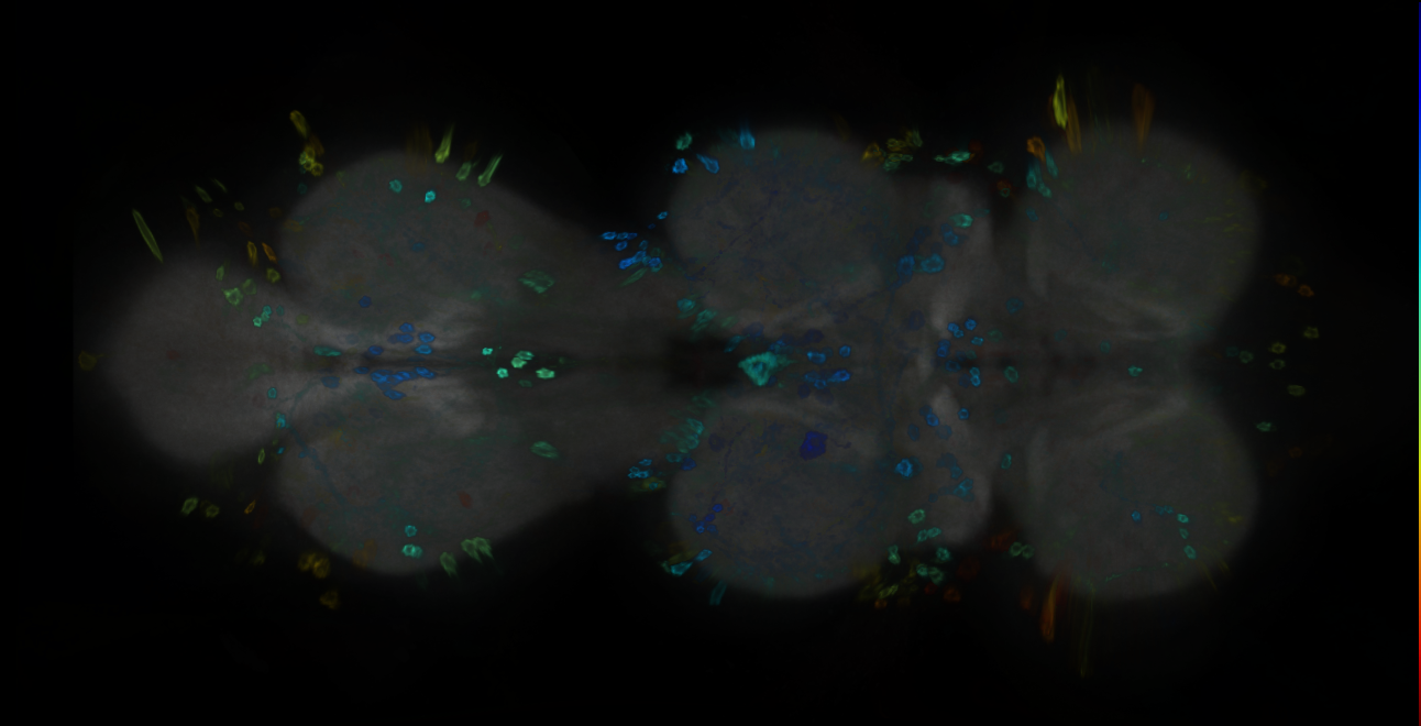 P{GMR13B07-GAL4} expression pattern