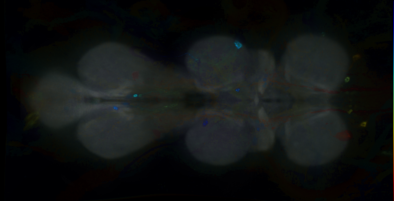 P{GMR13B08-GAL4} expression pattern