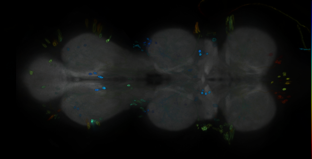 P{GMR13B10-GAL4} expression pattern