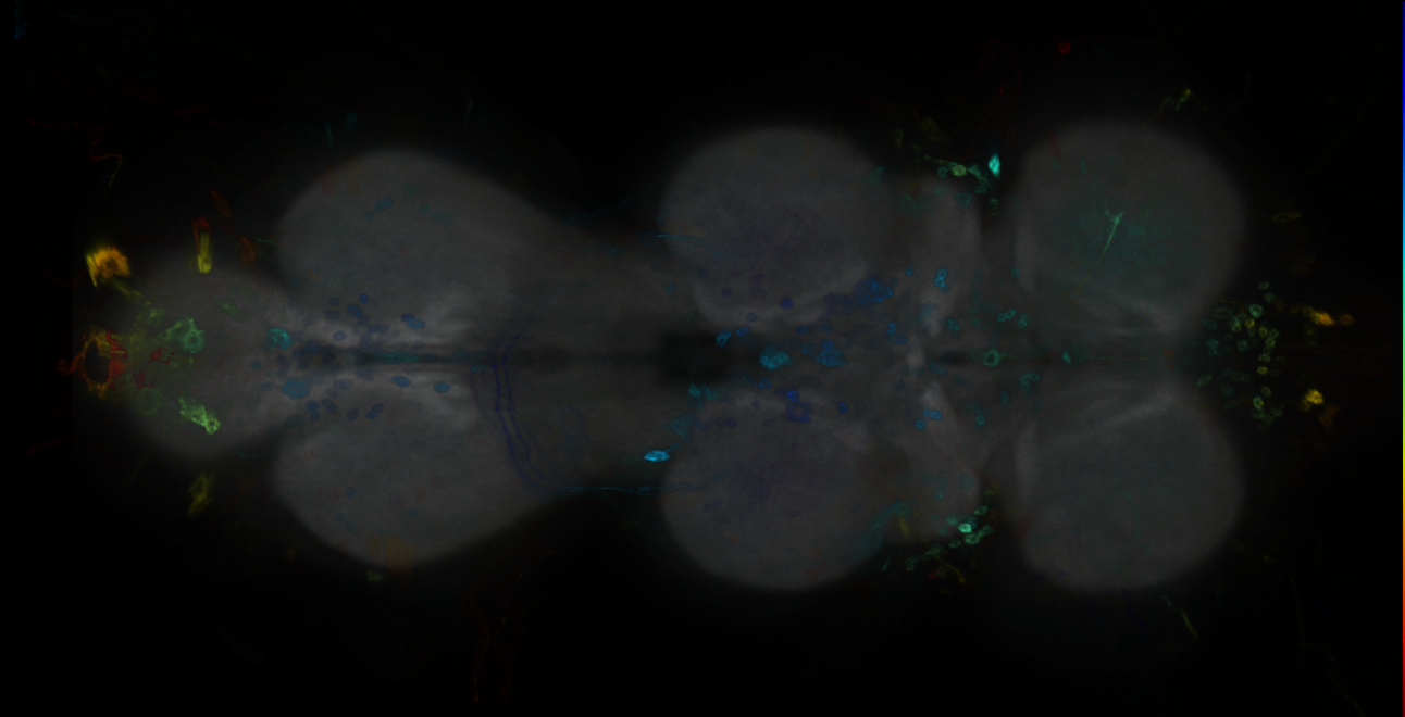 P{GMR13C01-GAL4} expression pattern
