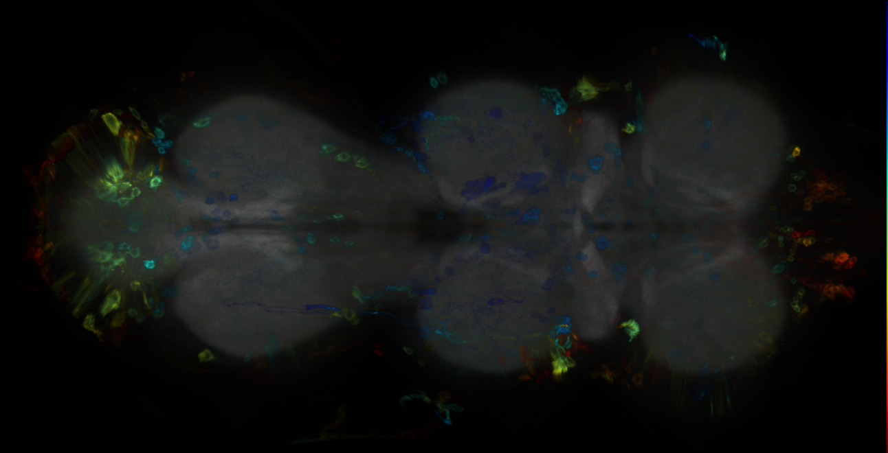 P{GMR13C06-GAL4} expression pattern