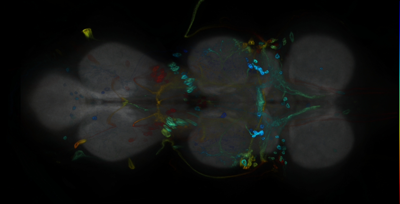 P{GMR13C11-GAL4} expression pattern