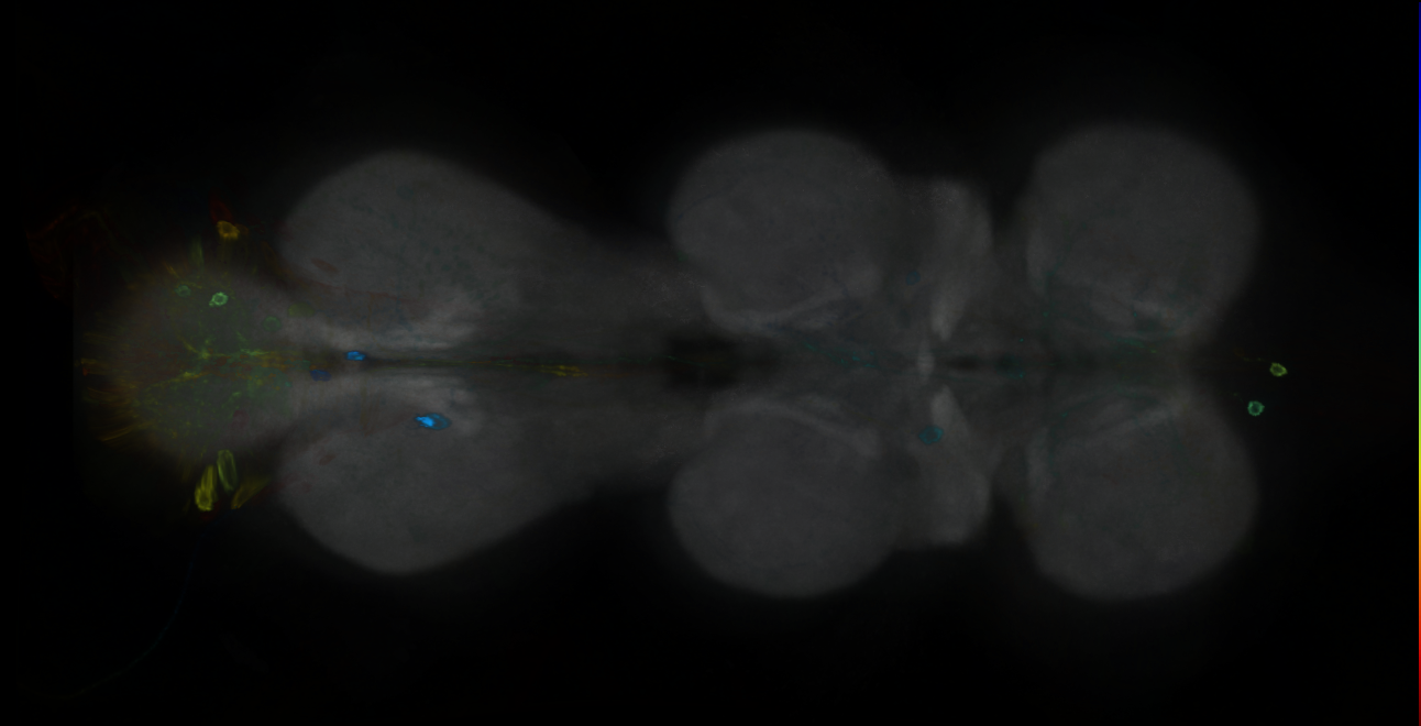 P{GMR13D02-GAL4} expression pattern