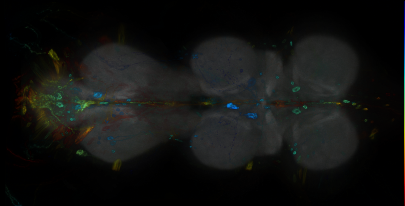 P{GMR13D03-GAL4} expression pattern