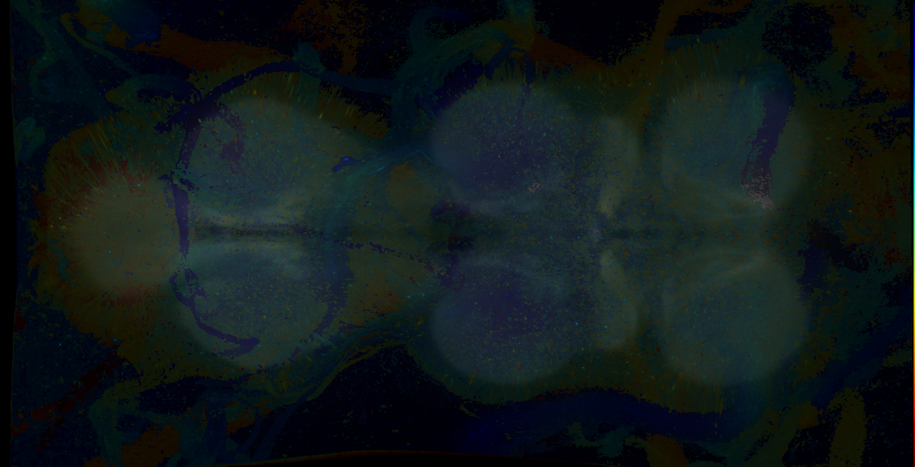 P{GMR13D07-GAL4} expression pattern