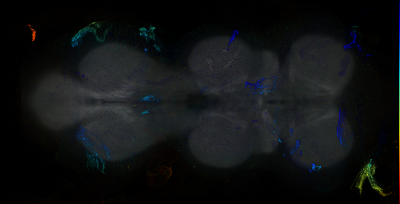 P{GMR13D08-GAL4} expression pattern