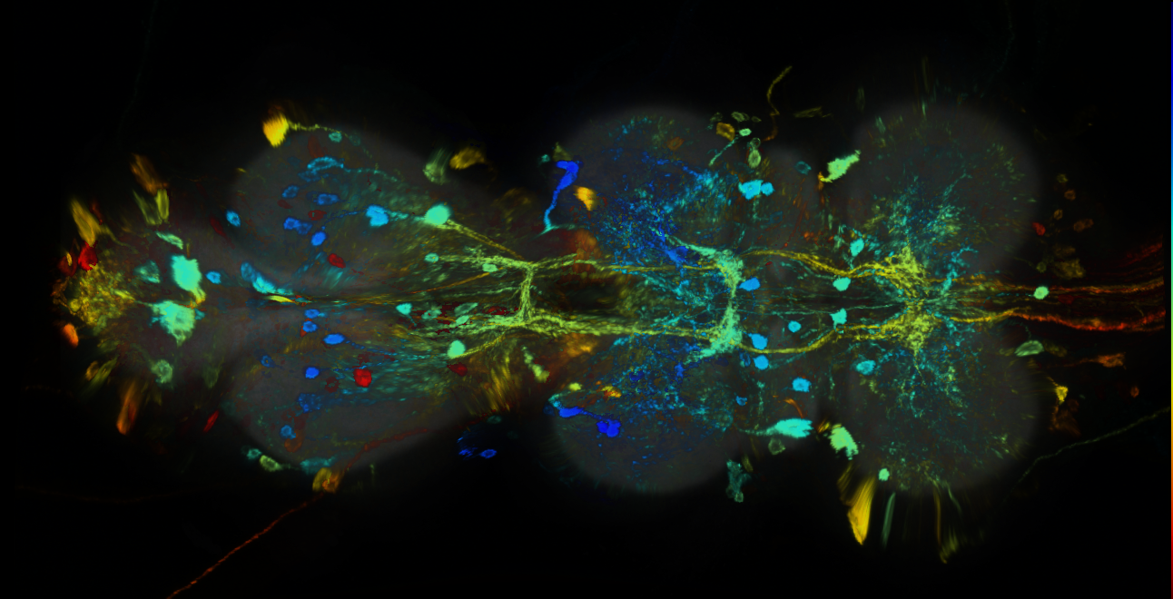 P{GMR13D09-GAL4} expression pattern