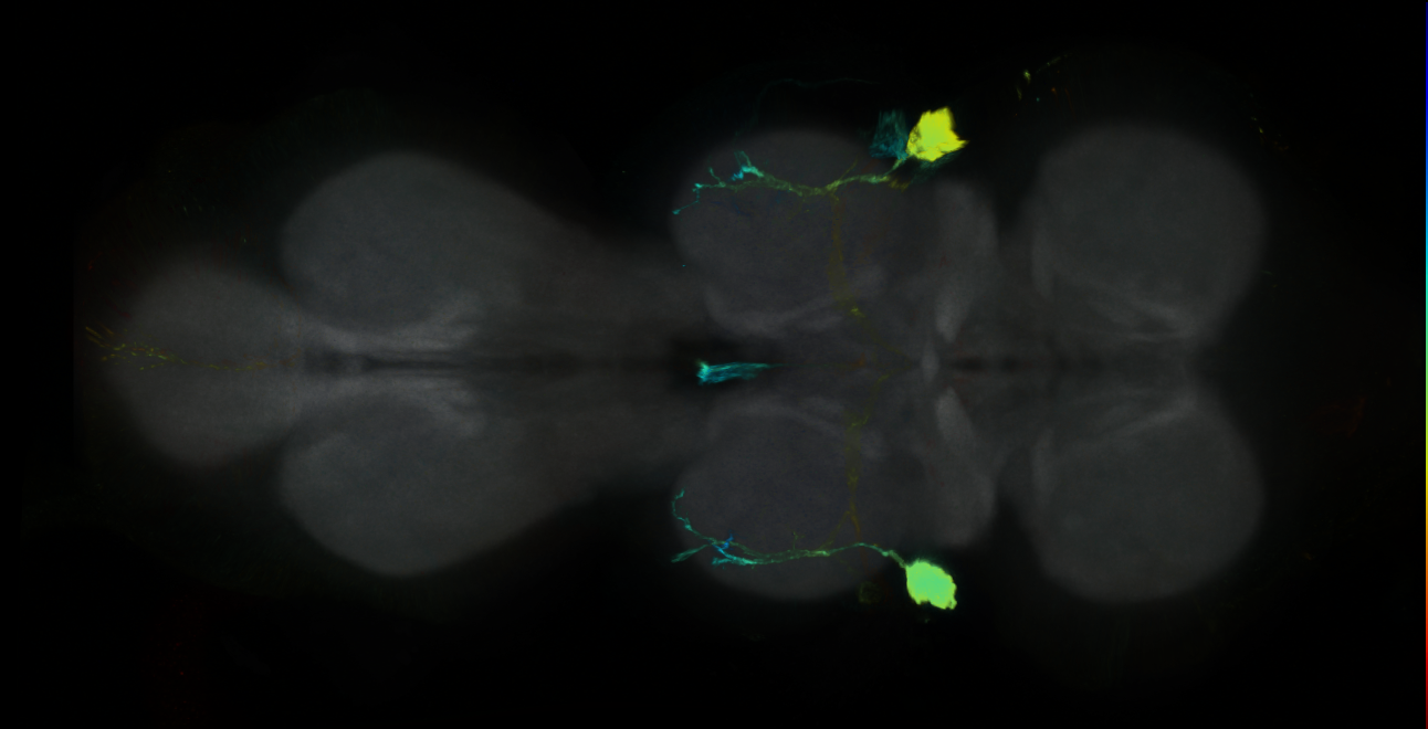 P{GMR13D10-GAL4} expression pattern