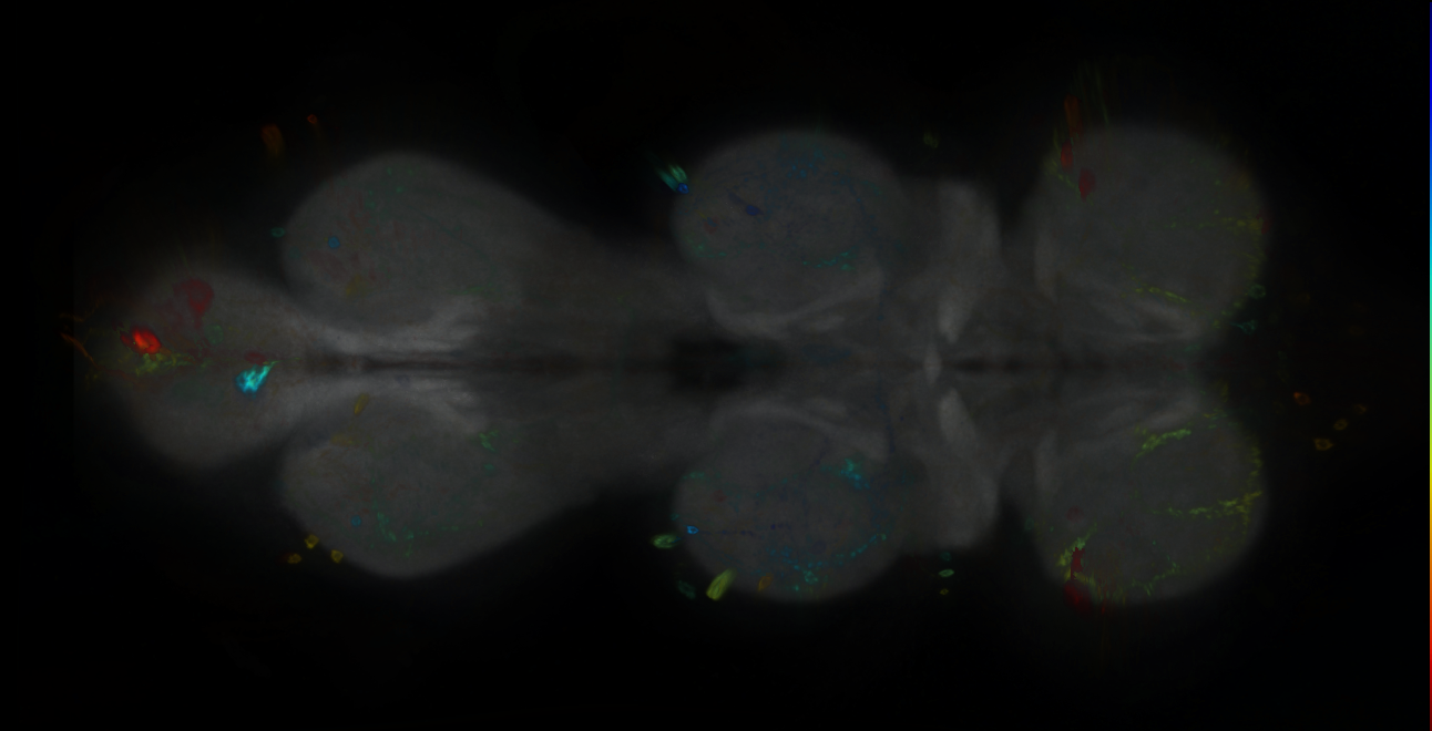 P{GMR13D11-GAL4} expression pattern