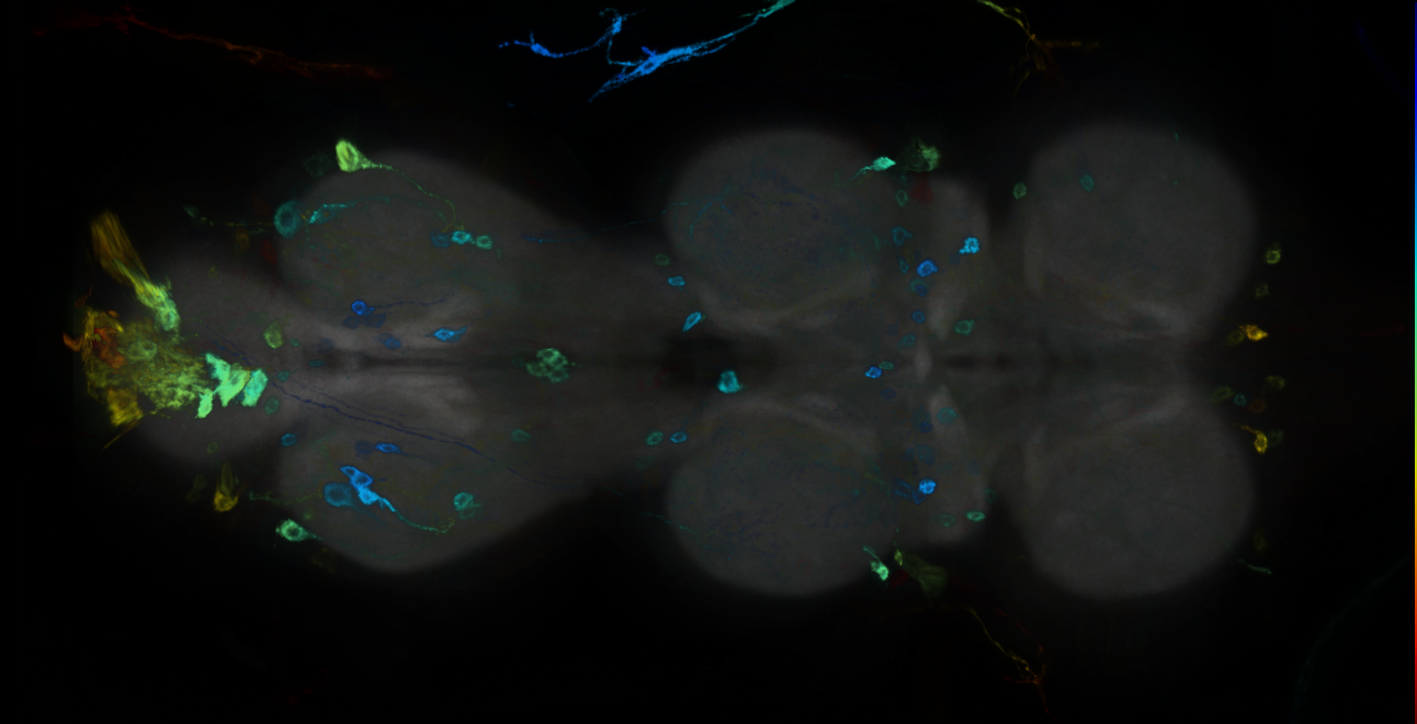 P{GMR13D12-GAL4} expression pattern