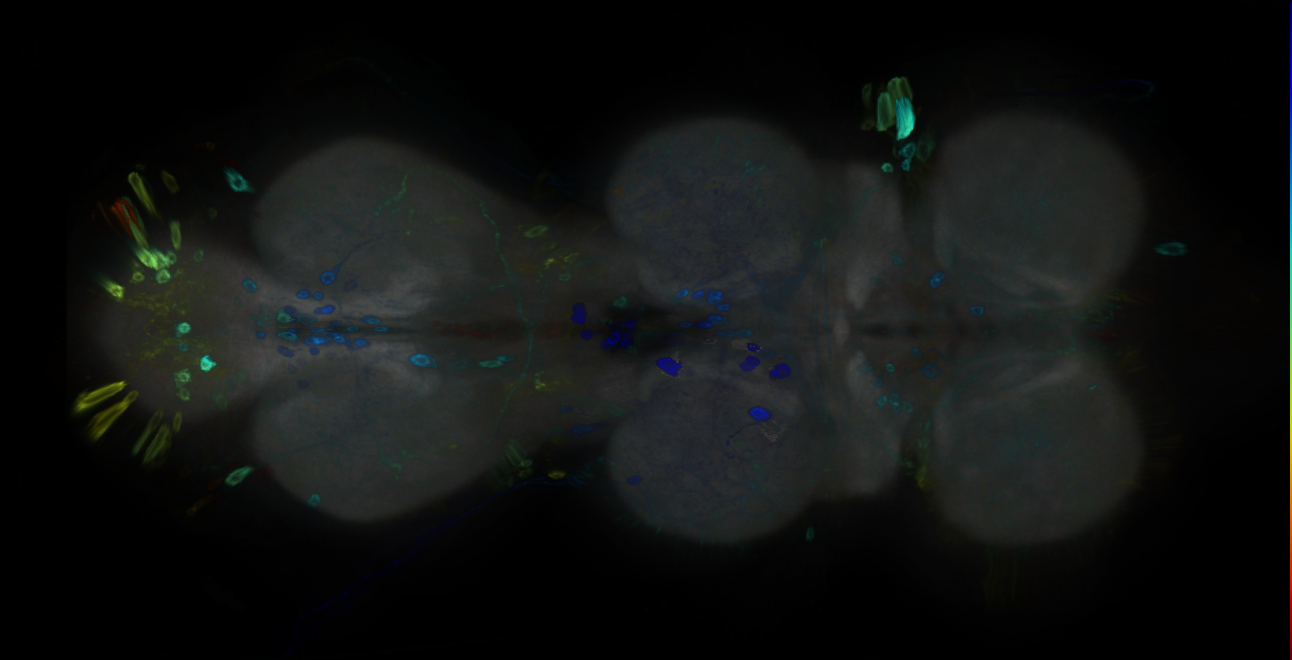 P{GMR13E03-GAL4} expression pattern