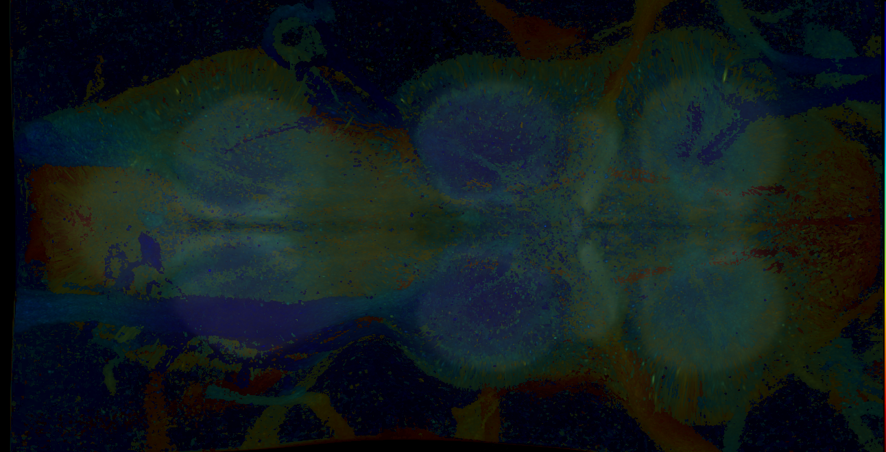 P{GMR13E09-GAL4} expression pattern