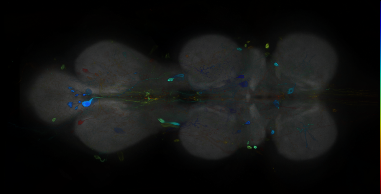 P{GMR13E10-GAL4} expression pattern