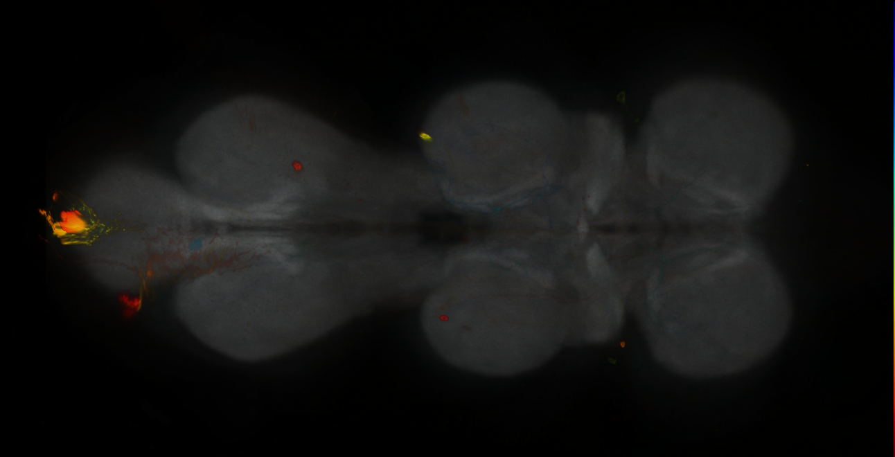 P{GMR13G03-GAL4} expression pattern