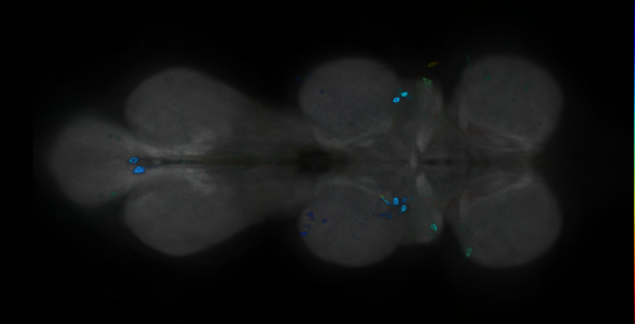 P{GMR13G04-GAL4} expression pattern