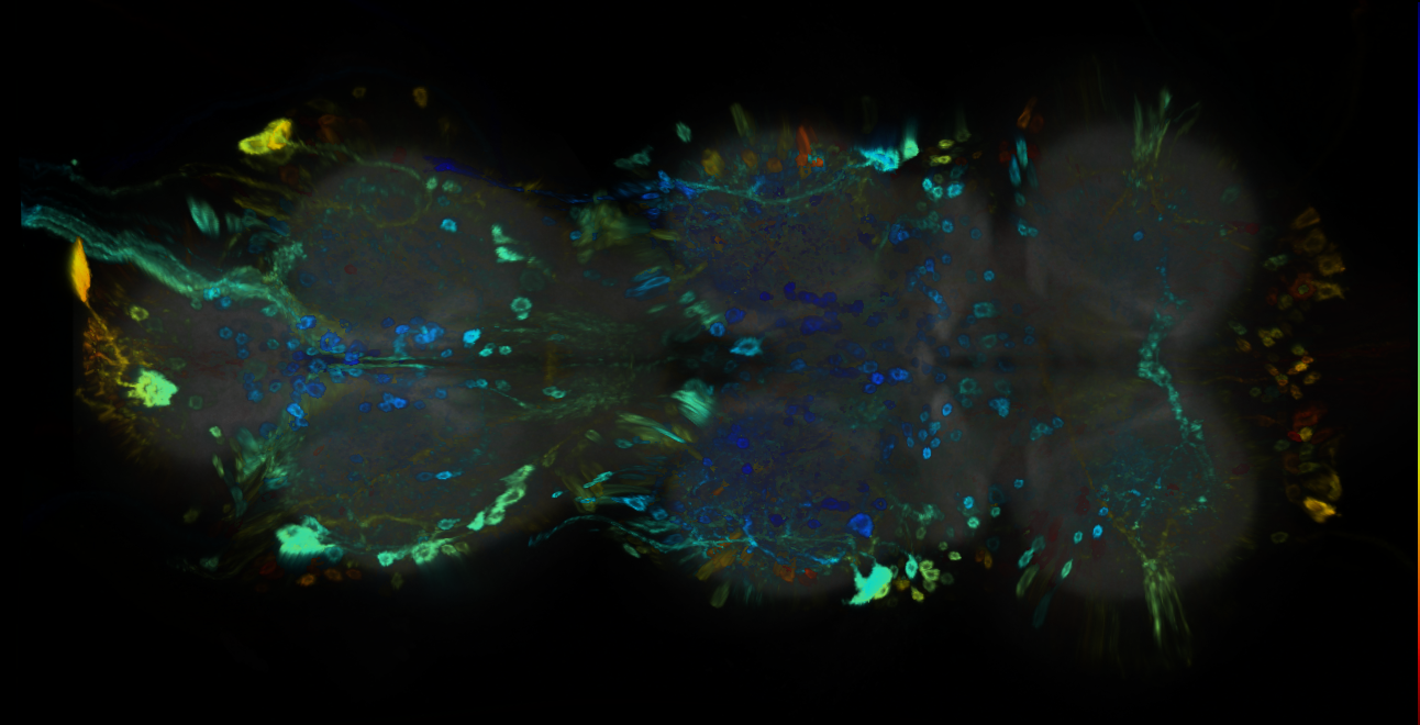 P{GMR13G05-GAL4} expression pattern
