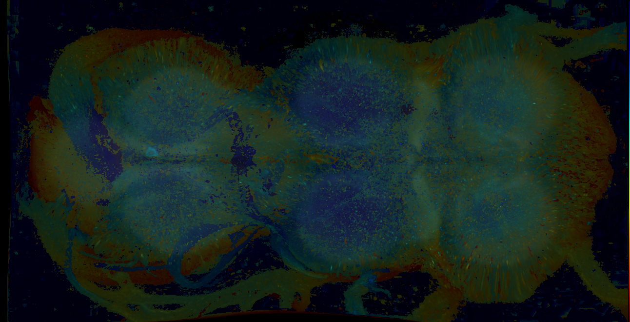 P{GMR13G08-GAL4} expression pattern