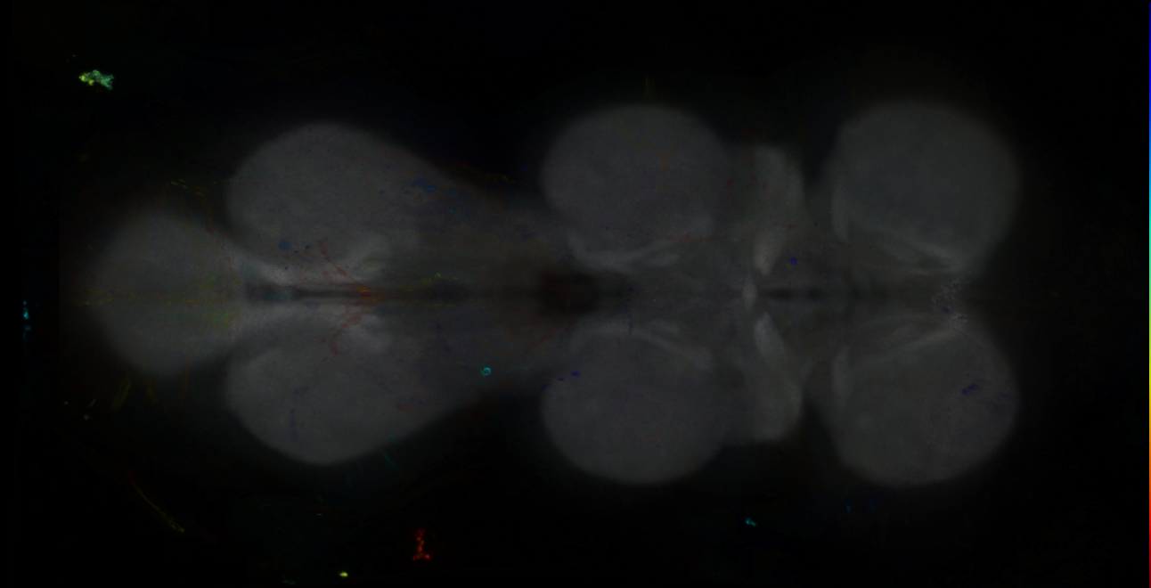 P{GMR13G09-GAL4} expression pattern