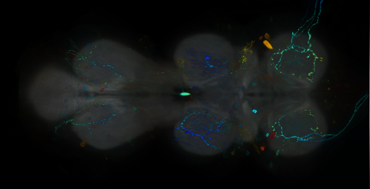 P{GMR13G10-GAL4} expression pattern