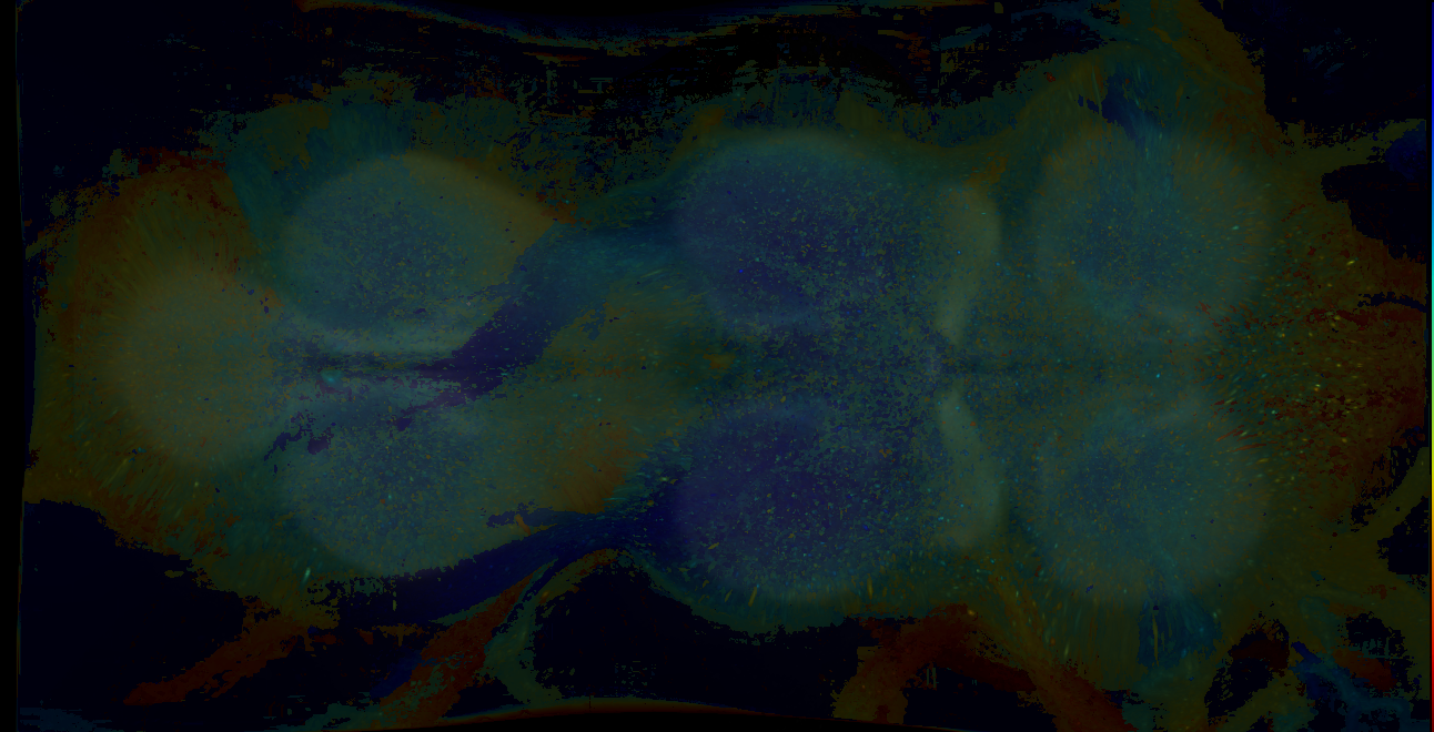 P{GMR13G11-GAL4} expression pattern