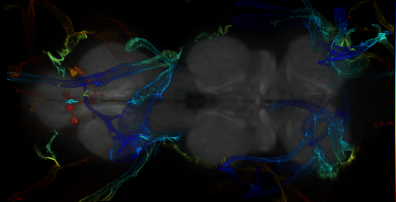 P{GMR13G12-GAL4} expression pattern