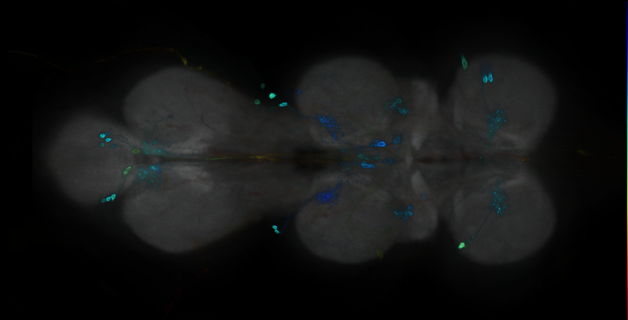 P{GMR13H03-GAL4} expression pattern