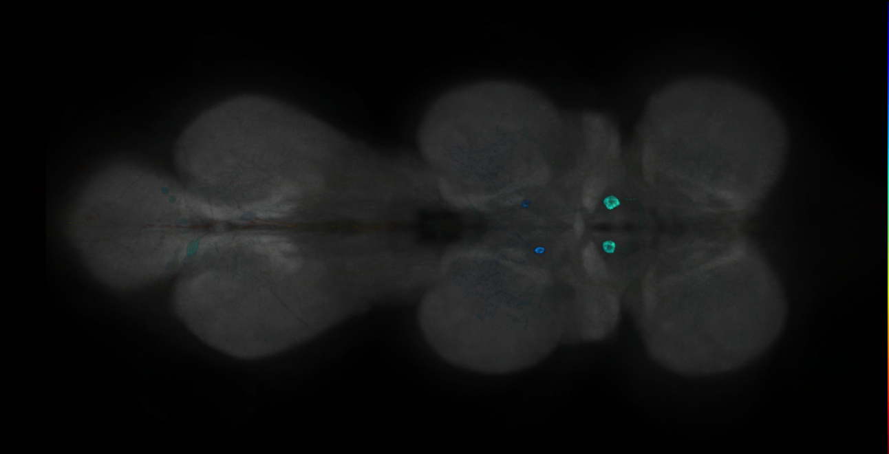 P{GMR13H04-GAL4} expression pattern