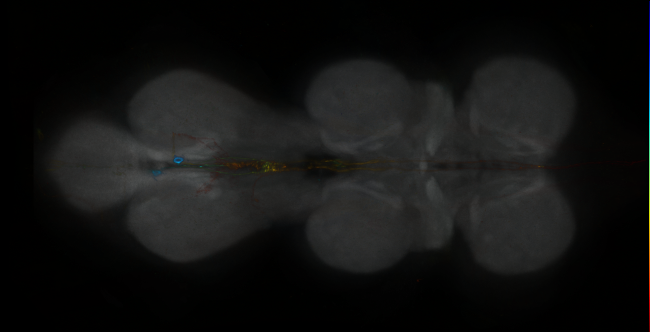 P{GMR13H08-GAL4} expression pattern