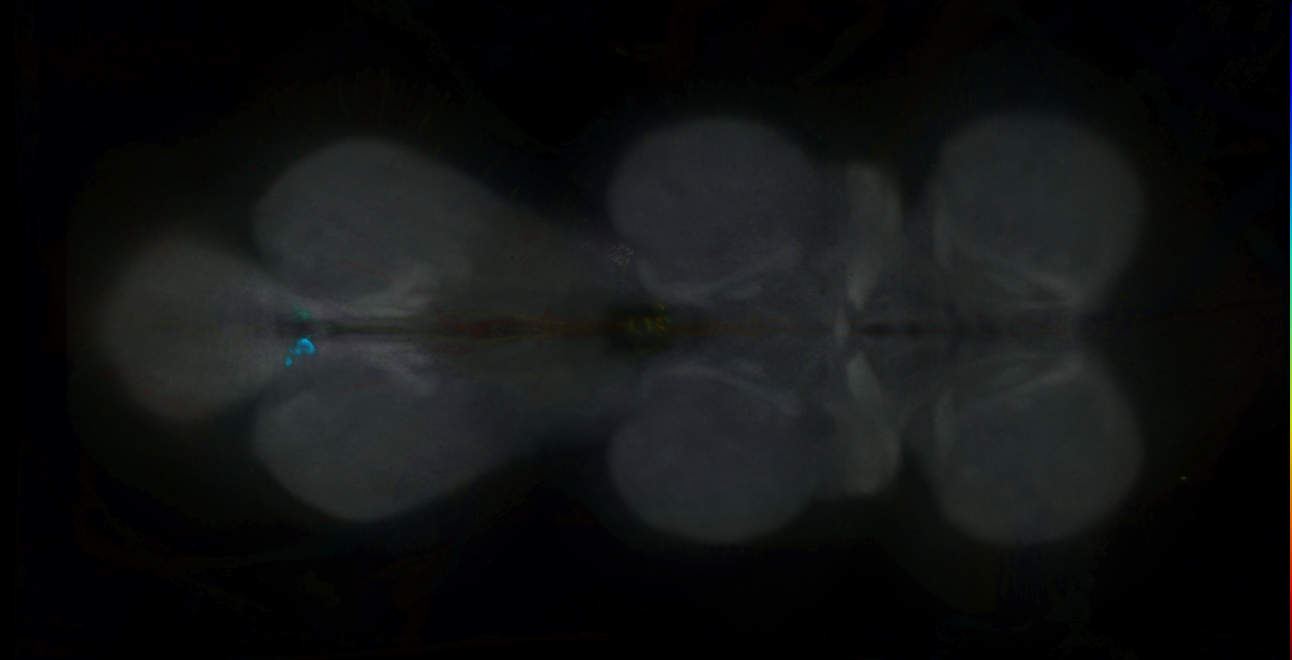 P{GMR13H09-GAL4} expression pattern
