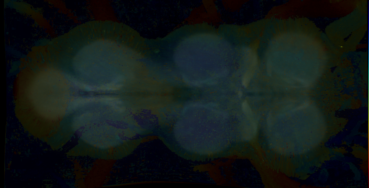 P{GMR13H10-GAL4} expression pattern