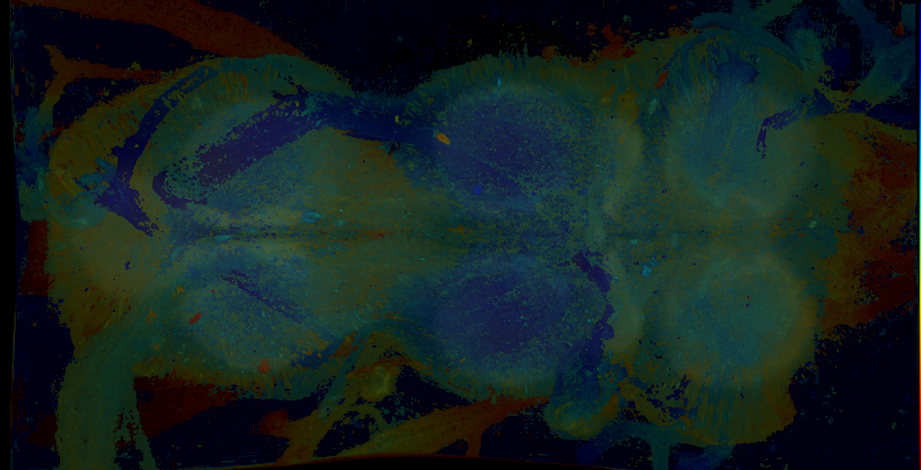 P{GMR13H12-GAL4} expression pattern
