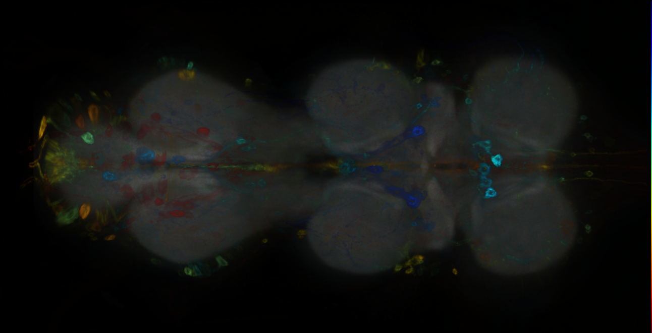 P{GMR14B03-GAL4} expression pattern