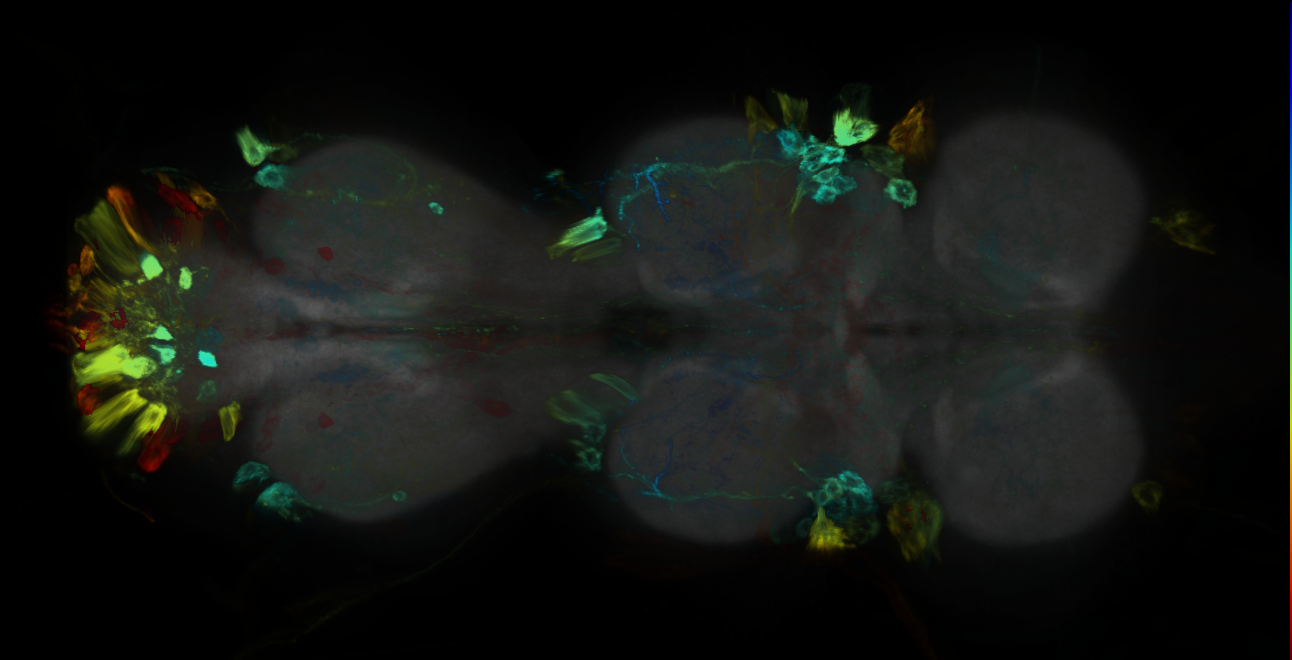 P{GMR14C03-GAL4} expression pattern