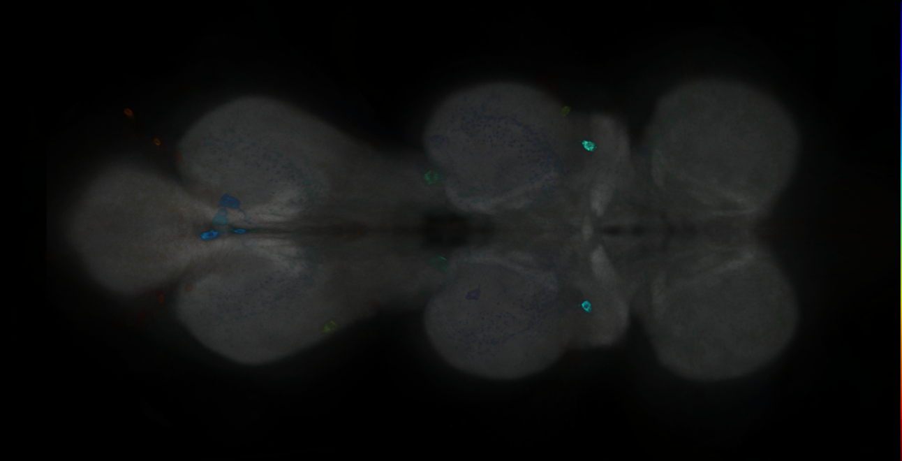 P{GMR14C07-GAL4} expression pattern
