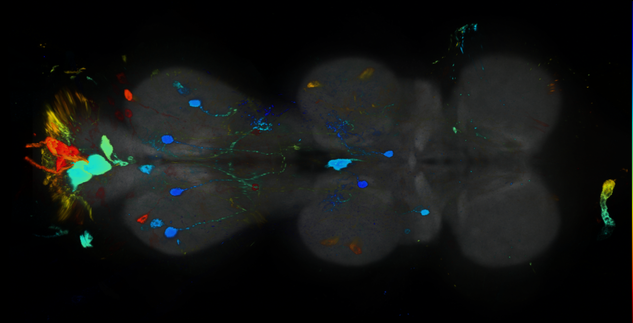 P{GMR14F01-GAL4} expression pattern