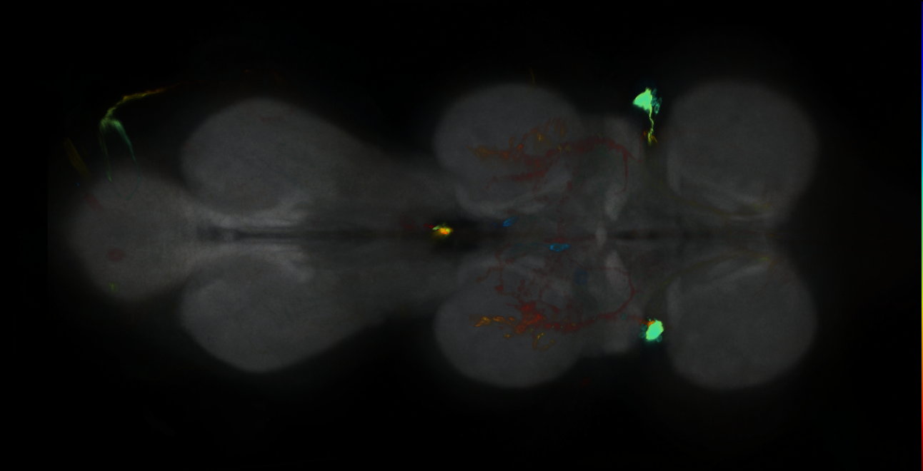 P{GMR14G06-GAL4} expression pattern